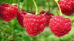 Health Benefits of Berries: Why Consumers Love Them