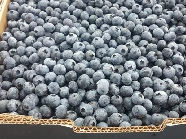 Blueberry