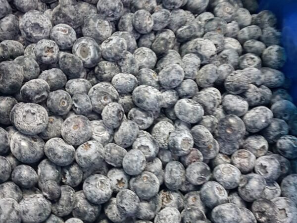 Frozen Blueberries